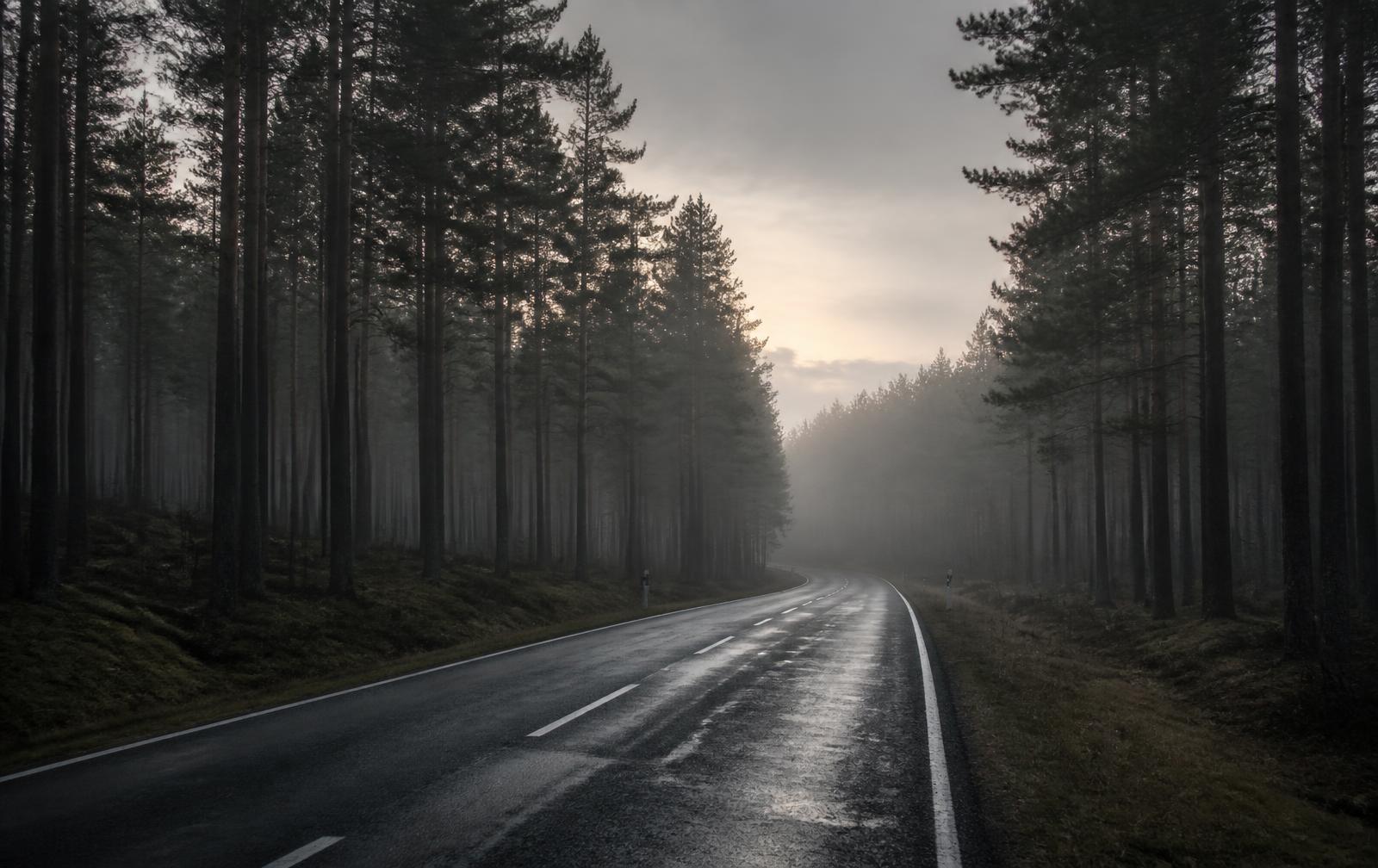 Empty Estonian road through misty pine forest at dawn